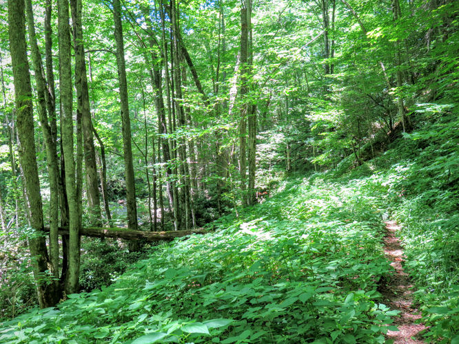 Picture 78 of Middle Prong Wilderness Hike 061916