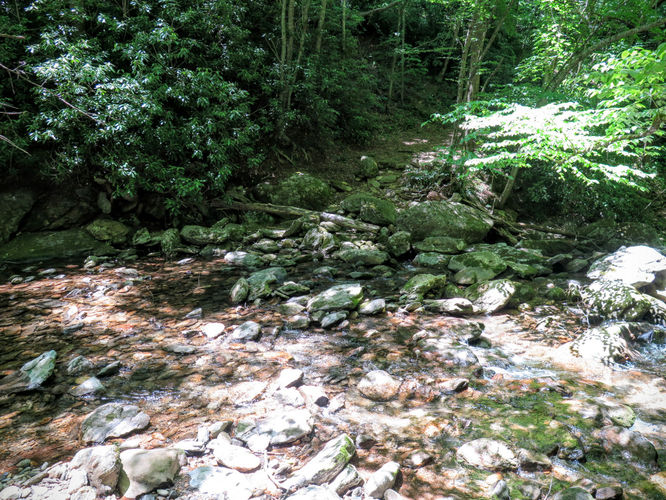 Picture 79 of Middle Prong Wilderness Hike 061916
