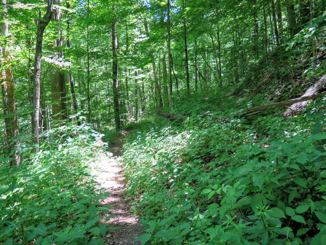 Picture 82 of Middle Prong Wilderness Hike 061916