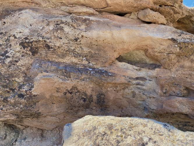 Sauropod dinosaur leg bones in the rock