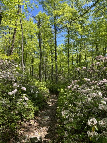 Picture 2 of Mill Mountain and Little Stony Creek Loop