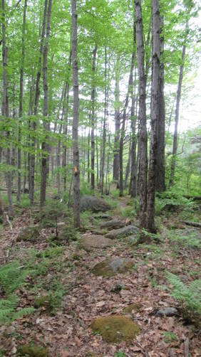 Rocky path through mixed forest
