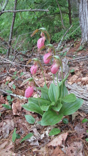 Lots of beautiful Lady slippers