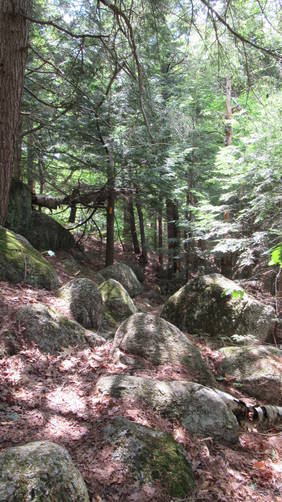 Rocky path through mixed forest