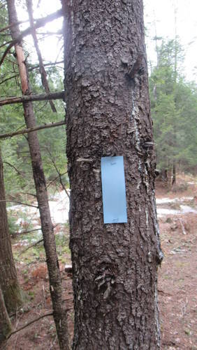 Blaze marker for the trail at the Miller Memorial Forest
