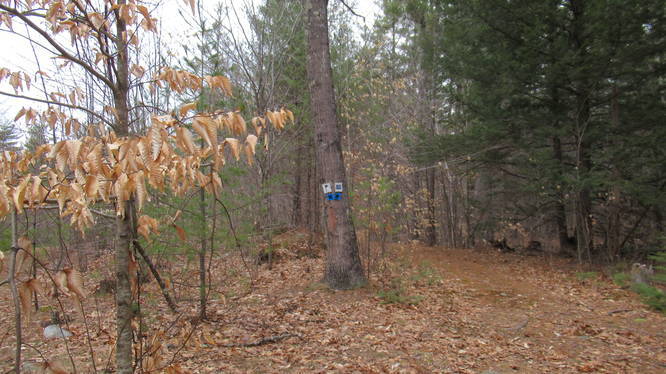 Trail junction marked with two blazes