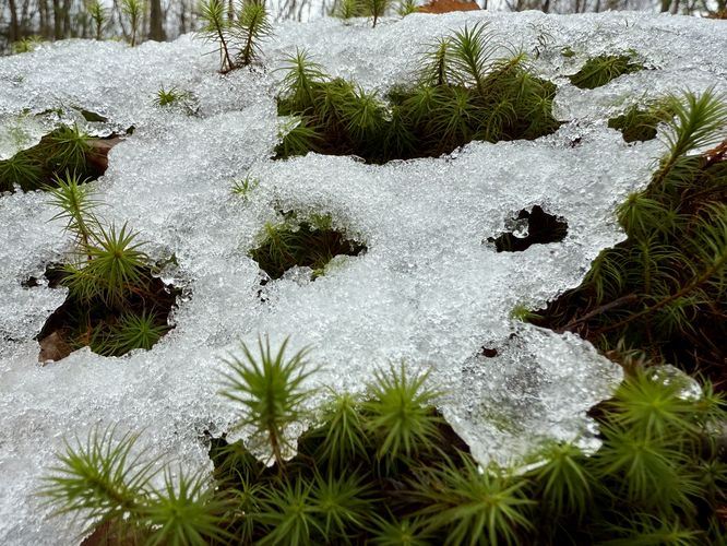 Ice sits atop an evergreen shrub