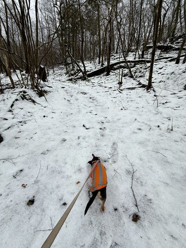 Jax leads the way through the snowy forest atop Miller Mountain