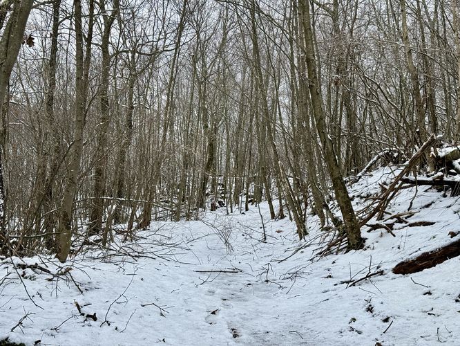 Snow clining to the trees atop Miller Mountain