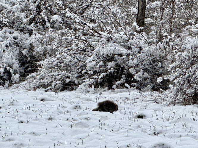 Porcupine atop Miller Mountain