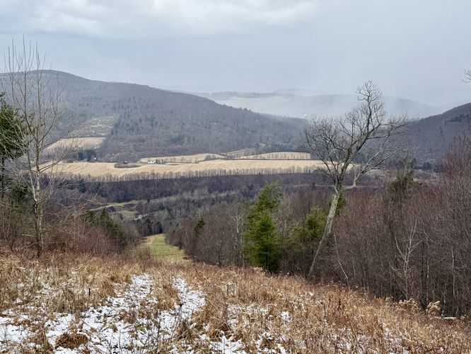 View from the pipeline with overgrown grass/prickers on-trail
