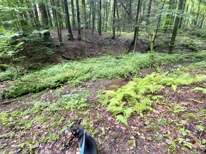 Trail crosses creek