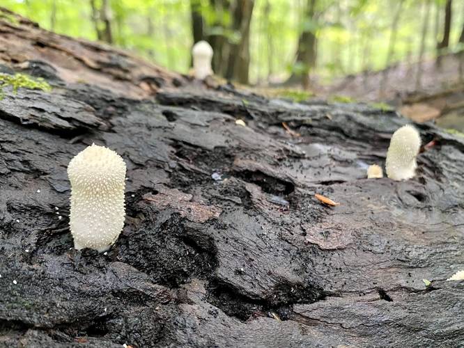 Mushrooms (white spikey)