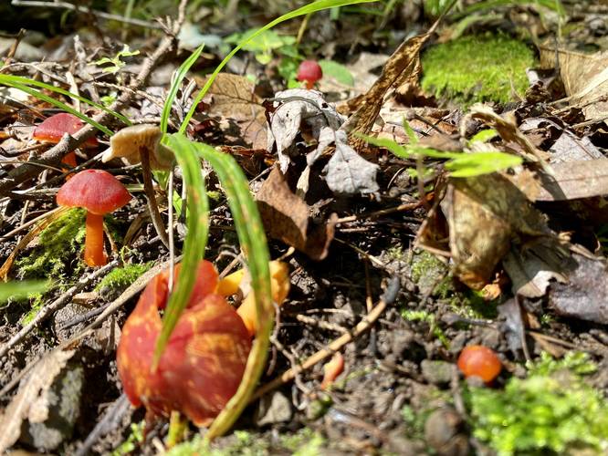 Red mushrooms