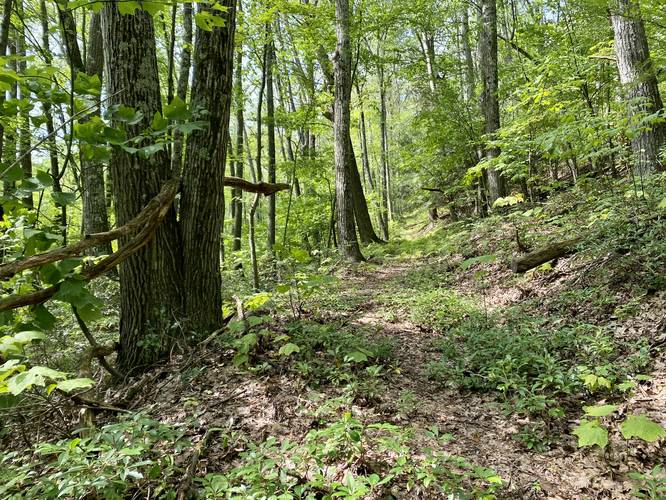 Hiking up Cedar Mountain via Miller Trail