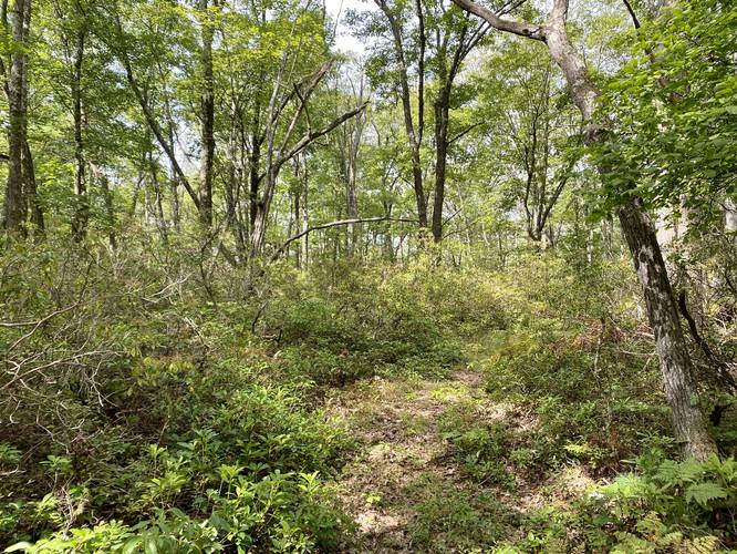 Hiking amongst the mountain laurel atop Cedar Mountain on the Miller Trail