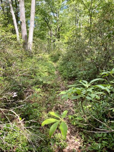 Hiking amongst the mountain laurel atop Cedar Mountain on the Miller Trail