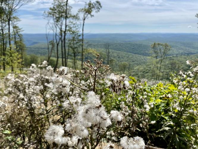 Flowered milk thistle at Grand View