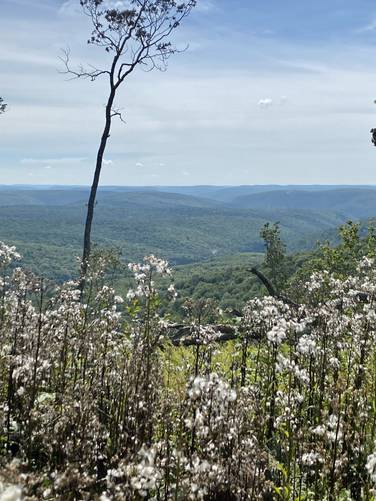 Grand View with mountains in the background and flowered milk thistle the foreground