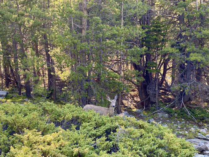 Wild deer