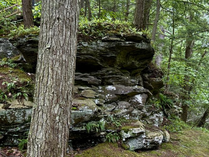 Moss and fern-covered shale ledges