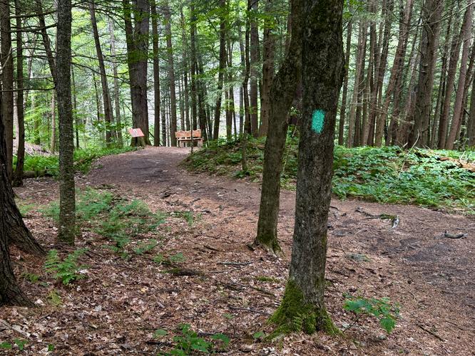 Long Path winds through an eastern hemlock forest