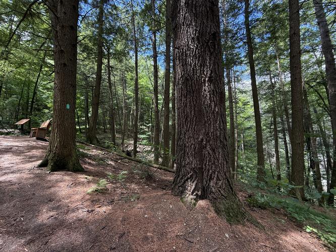 Old-growth Eastern Hemlock
