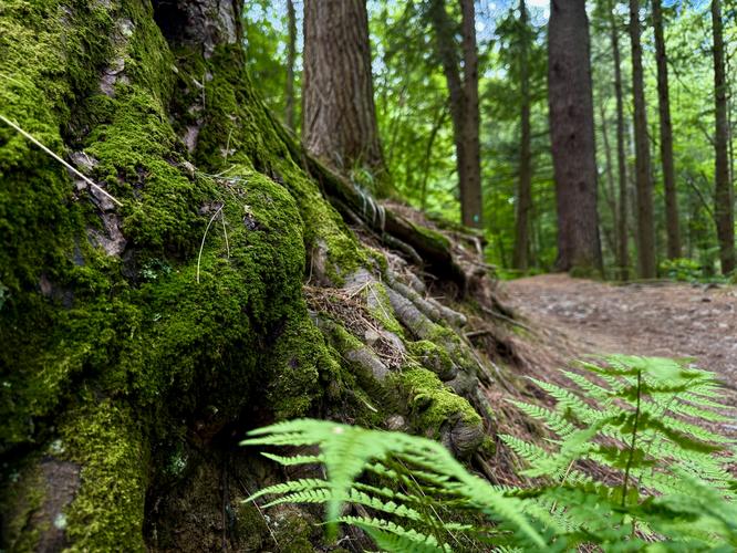 Moss, ferns, and tree roots along the Long Path