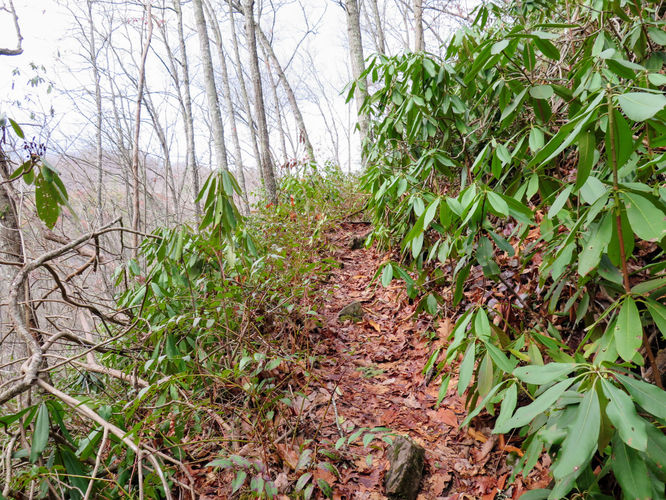Picture 6 of Mingo Falls Hike 011417