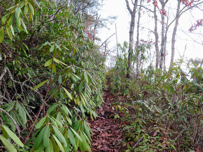 Picture 7 of Mingo Falls Hike 011417