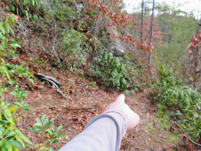 Picture 8 of Mingo Falls Hike 011417