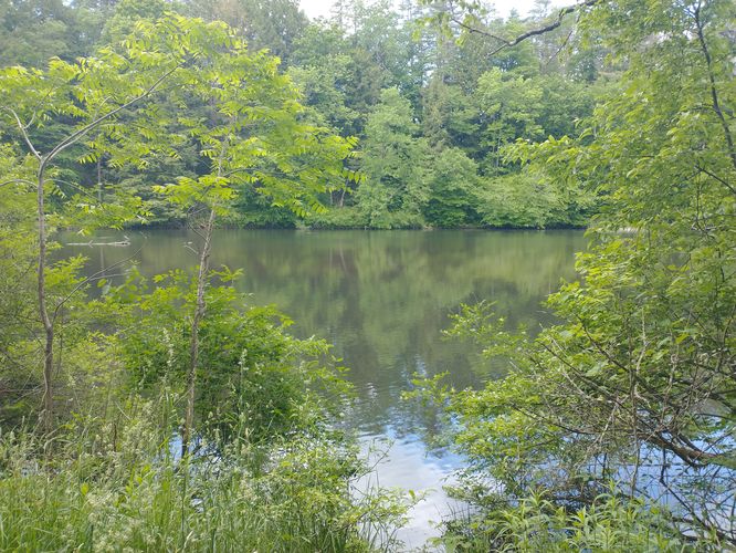 View of Mink Brook from the trail