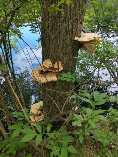 Dryad Saddle Mushrooms