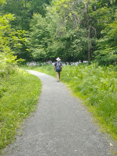 Large swaths of Dame's Rocket grow beside the trail