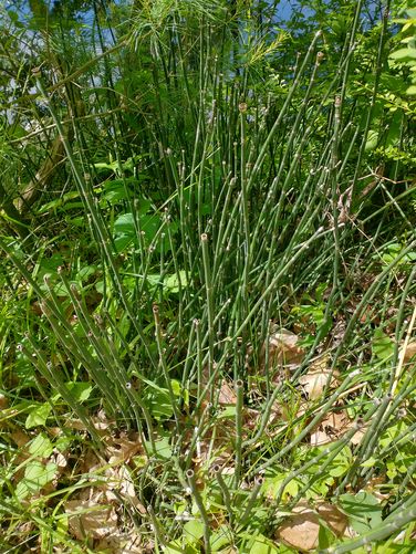 Rough Horsetail