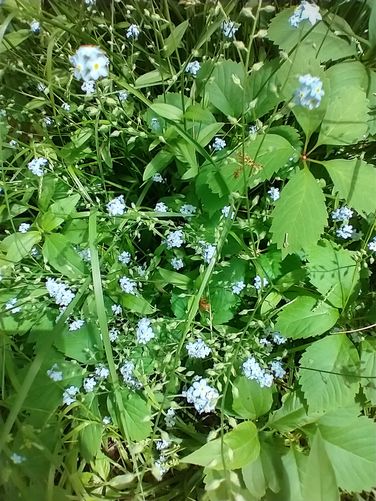 Forget-me-nots