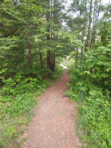 Trail substrate changes as it heads toward the boardwalk