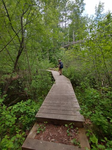 Sturdy boardwalk over wet area