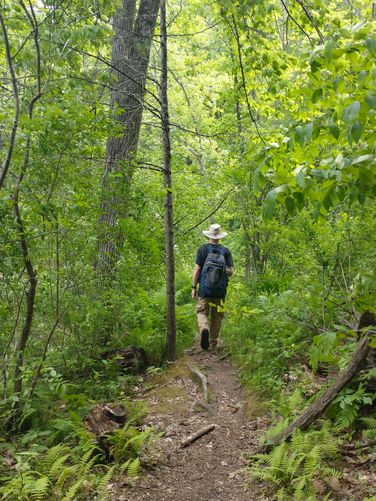 Trail becomes narrow and dense