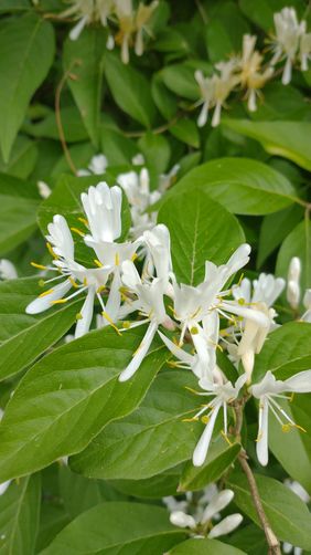 Amur Honeysuckle