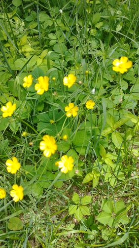 Meadow Buttercup