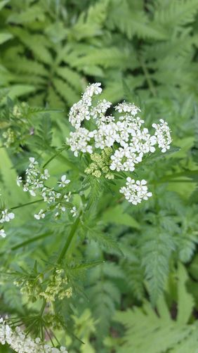 Cow Parsley