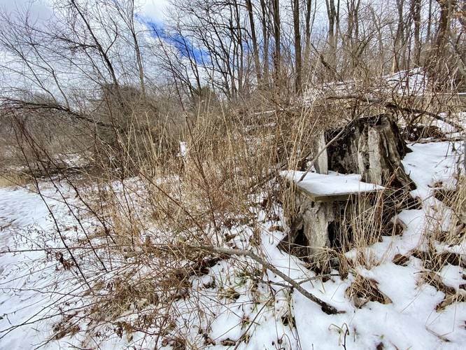 Hidden old tree stump bench along the trail