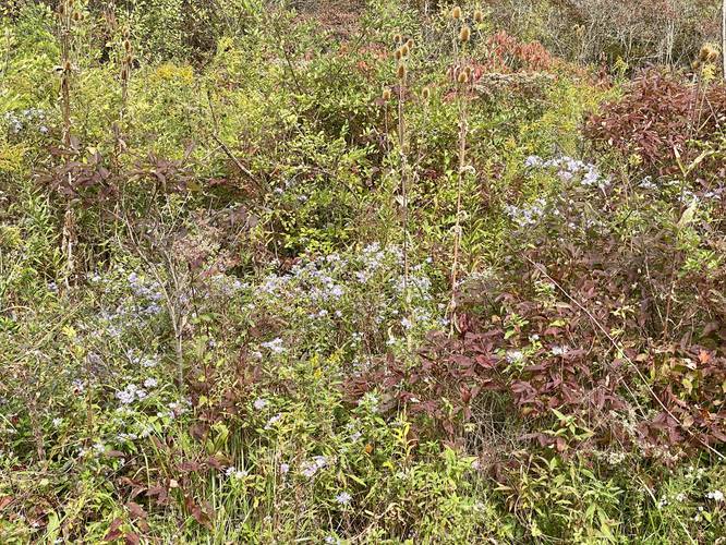 Picture 55 of Moccassin Trail