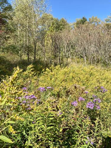 Picture 12 of Moccassin Trail