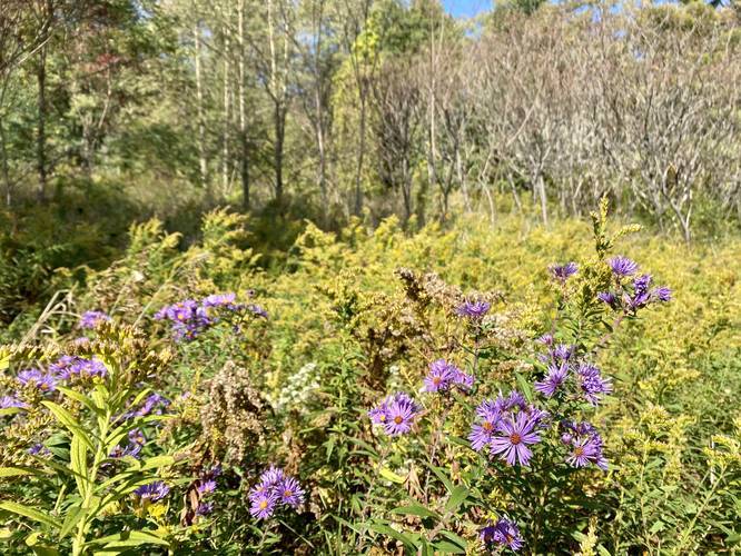 Picture 15 of Moccassin Trail