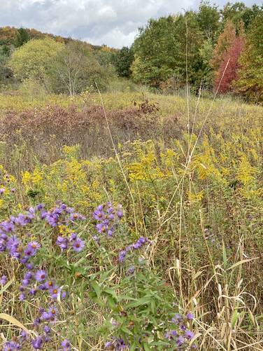 Picture 60 of Moccassin Trail