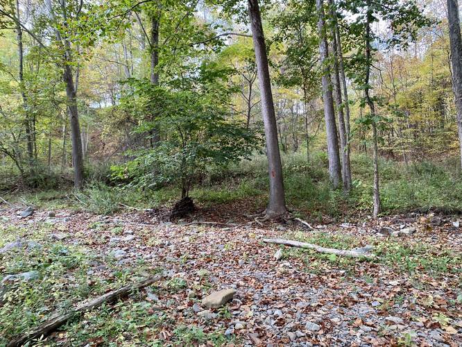 Creekbed trail crossing