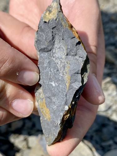 Coral fossils (circular dots) found at the Montour Fossil Pit