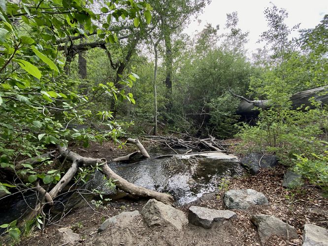 Mosca Creek